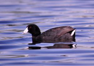 American coot. Creative Commons Attribution Share alike License: Connormah. Wikipedia.