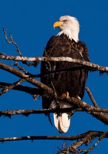 Bald Eagle Creative Commons Attribution Share Alike: Eric Frommer. Wikipedia.