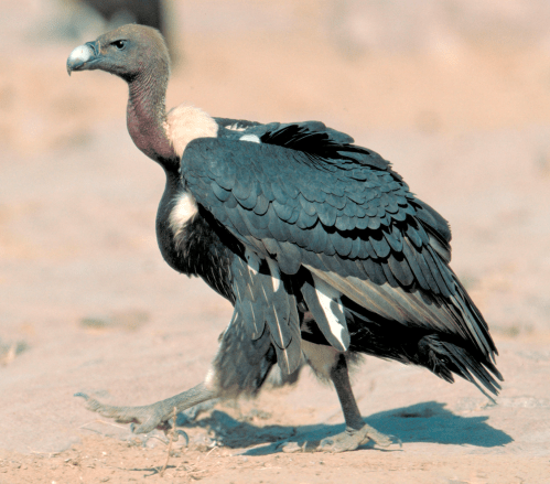 Indian white-rumped vulture (Gyps bengalensis). Image: Goran Ekstrom, Gross L, PLoS Biology Vol. 4/3/2006, e61 http://dx.doi.org/10.1371/journal.pbio.0040061 Creative Commons.