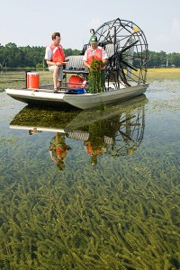 Hydrilla verticillata collection on Lake Seminole, FL. Common domain. Stephen Ausmus, USDA