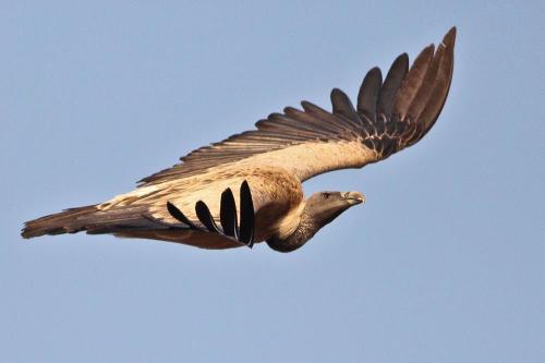 Indian Vulture (Gyps indicus) in flight, Ramanagara, Karnataka. Image: Vaibhavcho. Wikipedia. Creative Commons.